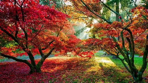 Colorful Leafed Trees With Sunbeam During Daytime HD Nature Wallpapers | HD Wallpapers | ID #56776