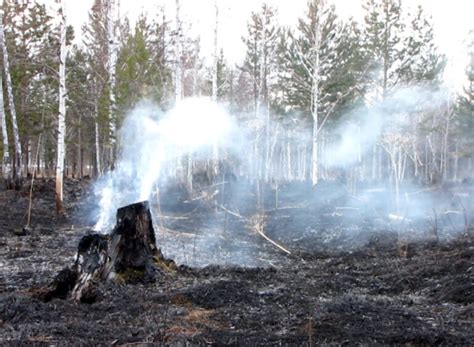 Forest Fire Prevention - What You Need to Know - Boreal Forest