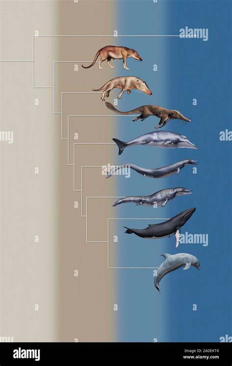 Whale evolution. Illustration of six prehistoric whale ancestors and two modern whales (bottom ...