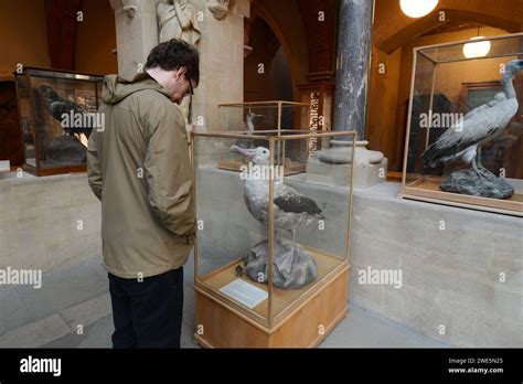 Dodo bird in Ashmolian museum in Oxford type large big famous weird beak caged extinct dinosaurs ...