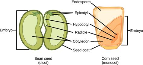 Plant Science 4 U: Difference between Dicot and Monocot Embryo | Seeds, Parts of a seed, Biology