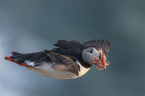 Winners of Wildlife Photographer of the Year 2020 - The Atlantic