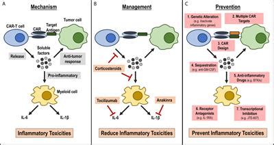 Frontiers | CAR-T Cell Therapy: Mechanism, Management, and Mitigation of Inflammatory Toxicities