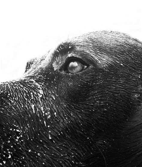 Dog muse | Dogs, Animals, Muse