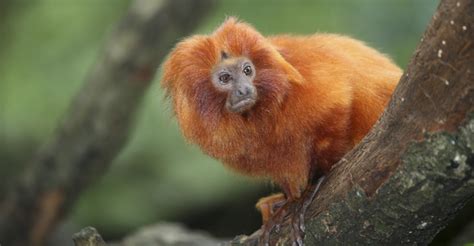 Golden Lion Tamarins | Pantanal Brazil | Natural Habitat