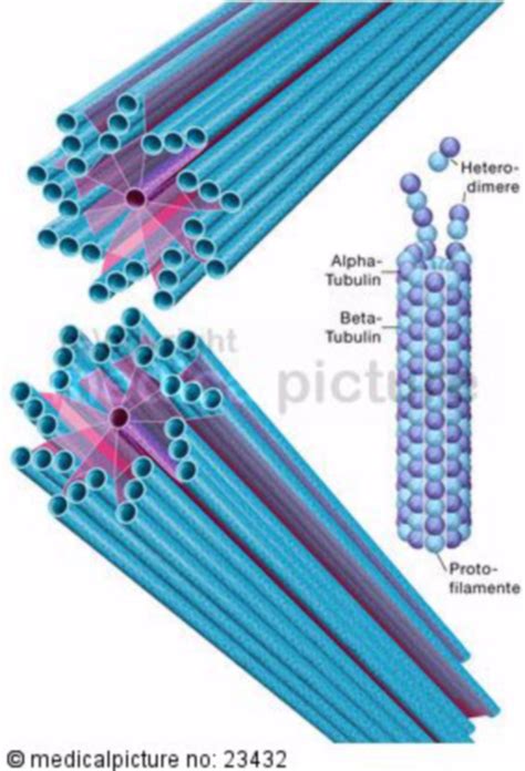 Microtubules and Centrioles - DocCheck