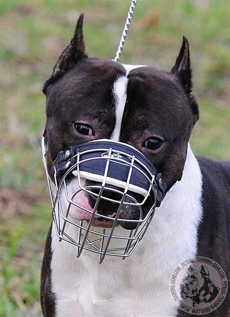 Buy Adjustable Wire Basket Pitbull Muzzle | Dog Training Gear