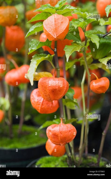 Physalis alkekengi fruit with the orange husk growing in a pot Stock Photo - Alamy