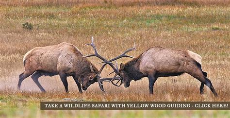 Estes Park Wildlife | Estes Park Outdoor Activities | Estes Park CVB | Estes park elk, Safari ...