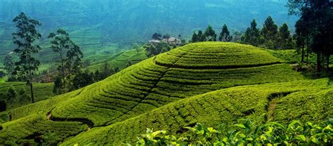 Nuwara Eliya Tea Country | Scenic Ventures