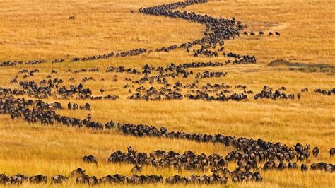 Blue wildebeests on the move for their annual migration in Maasai Mara, Kenya | Peapix