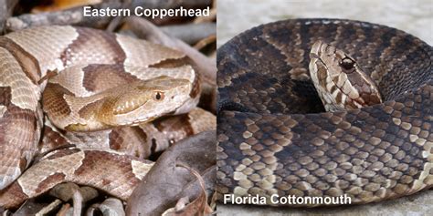 Florida Cottonmouth – Florida Snake ID Guide