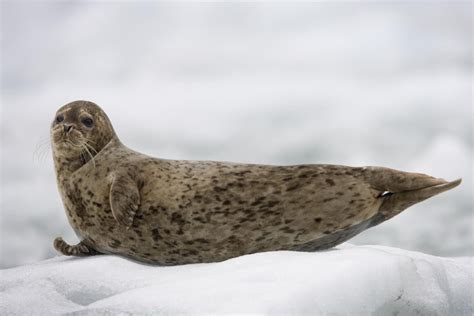 Learn About the Many Types of Seals