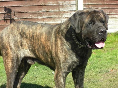 English Mastiff For Sale | PETSIDI