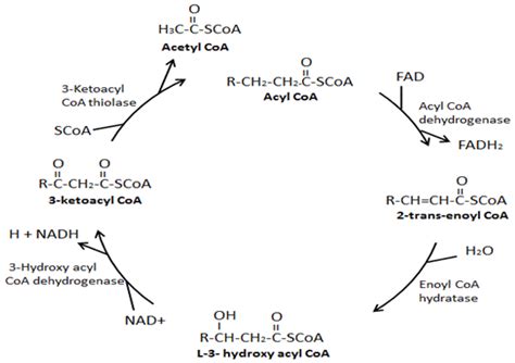 Acute Fatty Liver of Pregnancy: The Biochemistry of AFLP: Fatty Acid ...