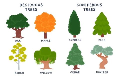 Deciduous & Coniferous Trees | Definition, Description, and Types