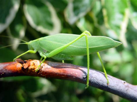 Free picture: leaf, grasshopper