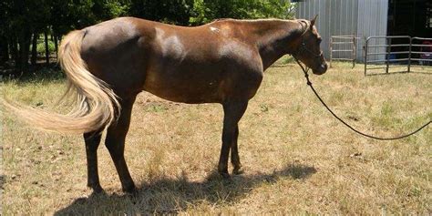 Chocolate Palomino Horse Genetics - Smarter Horse