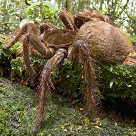 Do you know which is the biggest spider in the world?