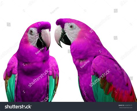 Sweet Pink Macaw Parrot Birds Stock Photo 163979171 - Shutterstock