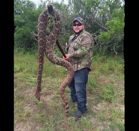 Expert: Viral photo of '11-foot rattlesnake' killed in Texas is fake