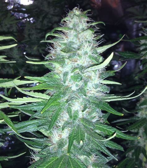 Critical Jack Herer Seed Reviews - Delicious Seeds | Marijuana Guides