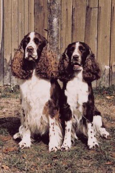 Differences in Bench & Field Springer Spaniels - Pets