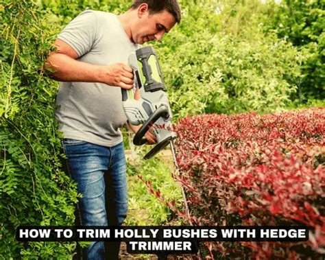 How to Trim Holly Bushes With Hedge Trimmer