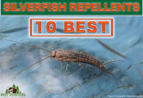 The 10 Best Silverfish Sprays, Traps, and Repellents - Pest Pointers