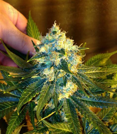 Jack Herer feminized seeds for sale by Vision Seeds - Herbies