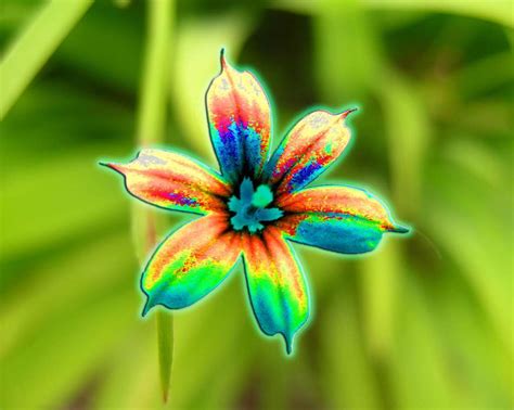 Pics Photos - Related Pictures Neon Flowers Color Pretty Neon Flowers