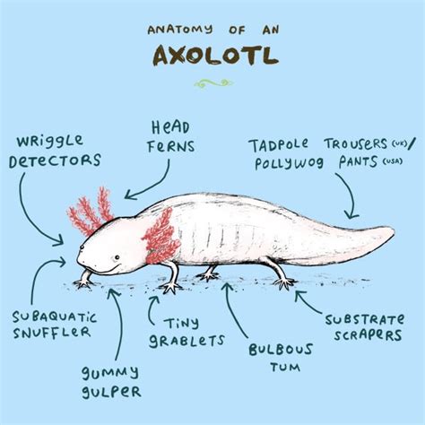 Axolotl anatomy : r/properanatomy