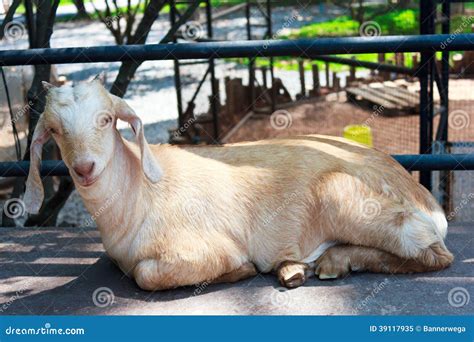 Close Up Goat Sleeping in Farm Stock Image - Image of ground, milk: 39117935