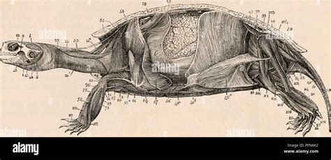 Splenius capitis muscle hi-res stock photography and images - Alamy