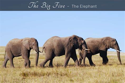 Breaking Down the Big Five: The Elephant - Lalibela Game Reserve