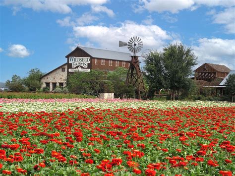 Home – Wildseed Farms