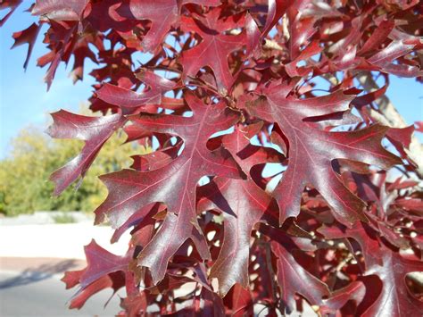 Trees That Please Nursery: 30 Days of Fall Foliage, Sunday November 4th.