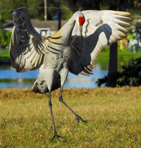 Michigan Audubon will celebrate the Sandhill Crane with a kick-off crane conservation - mlive.com