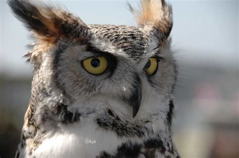 How Long Do Owls Live? | Tischman Pets