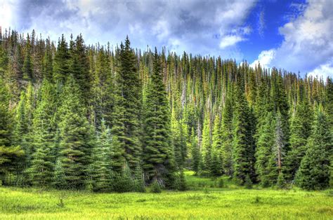 Trees and Sky in Rocky Mountains National Park, Colorado image - Free stock photo - Public ...