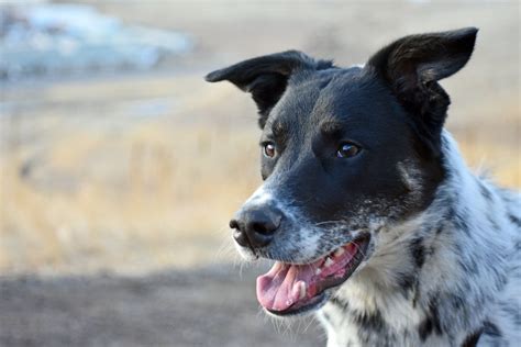 Labraheeler (Labrador Retriever & Blue Heeler Mix): Info, Pictures ...