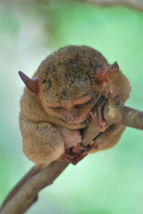 Tarsier, The Philippines