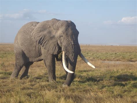 Cactus Tours and Safaris (Mombasa, Kenya): THE ELEPHANT TRUNK