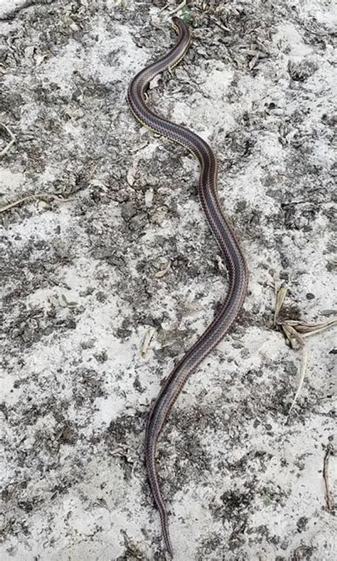 Rainbow snake spotted in Florida for the first time in 50 years