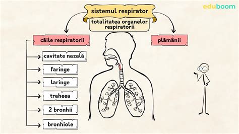 Politicos Observa Ispitire componentele sistemului respirator Pietriș ...