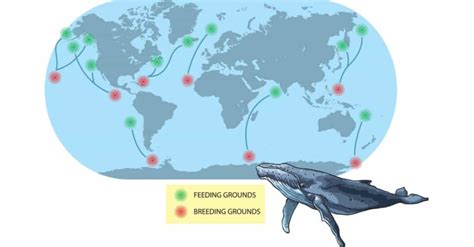 Discover the Incredible Baleen Whale Migration - A-Z Animals