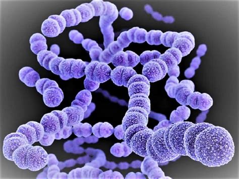 Streptococcus Pyogenes | MateriKimia