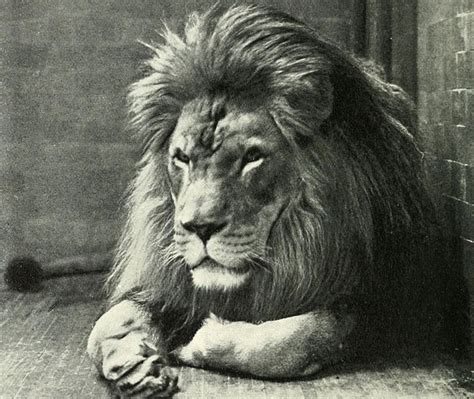 Extinct Barbary Lions of Africa Could be Back to Life Soon