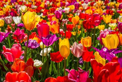 The Most Colorful Tulip Tours from Amsterdam – Amsterdam Trip Ideas ...