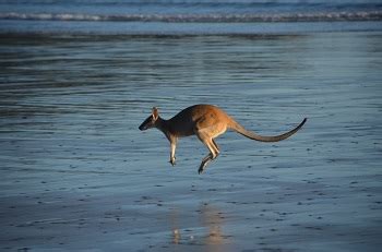 Kangaroo Adaptations: Lesson for Kids | Study.com